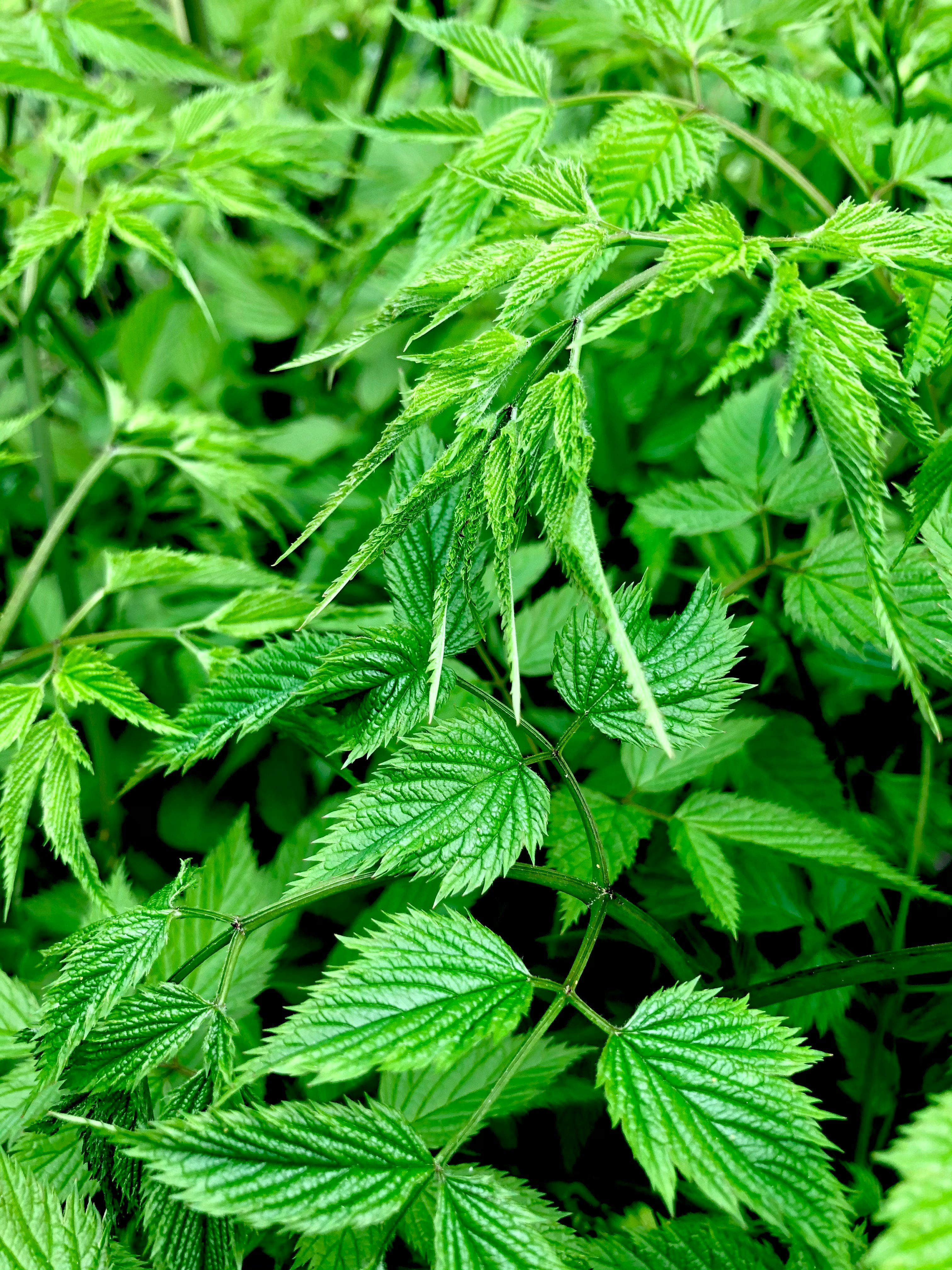 green leaf plant during daytime